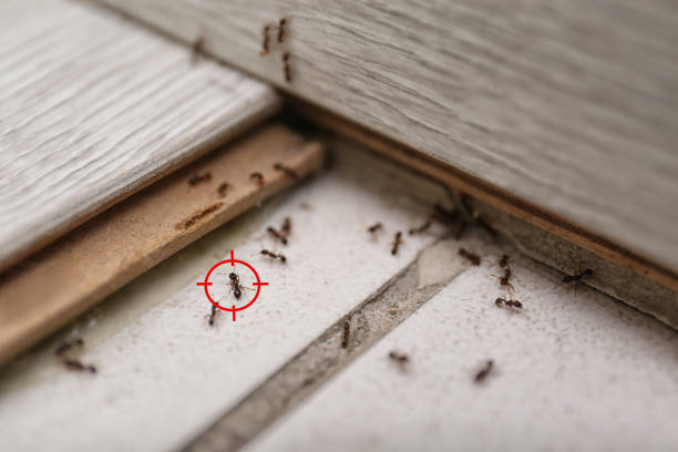 Best Wasp Removal Services  in Cleary, MS