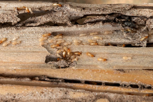 Best Exterminator Services  in Cleary, MS